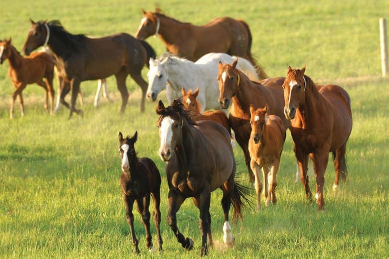 Otlarni o‘tga chiqarish: to‘g‘ri yondashuv va muhim jihatlar