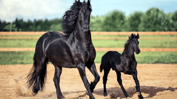 Qorabayir zoti — O‘zbekistonning milliy faxri va ko‘pkarining "qiroli"